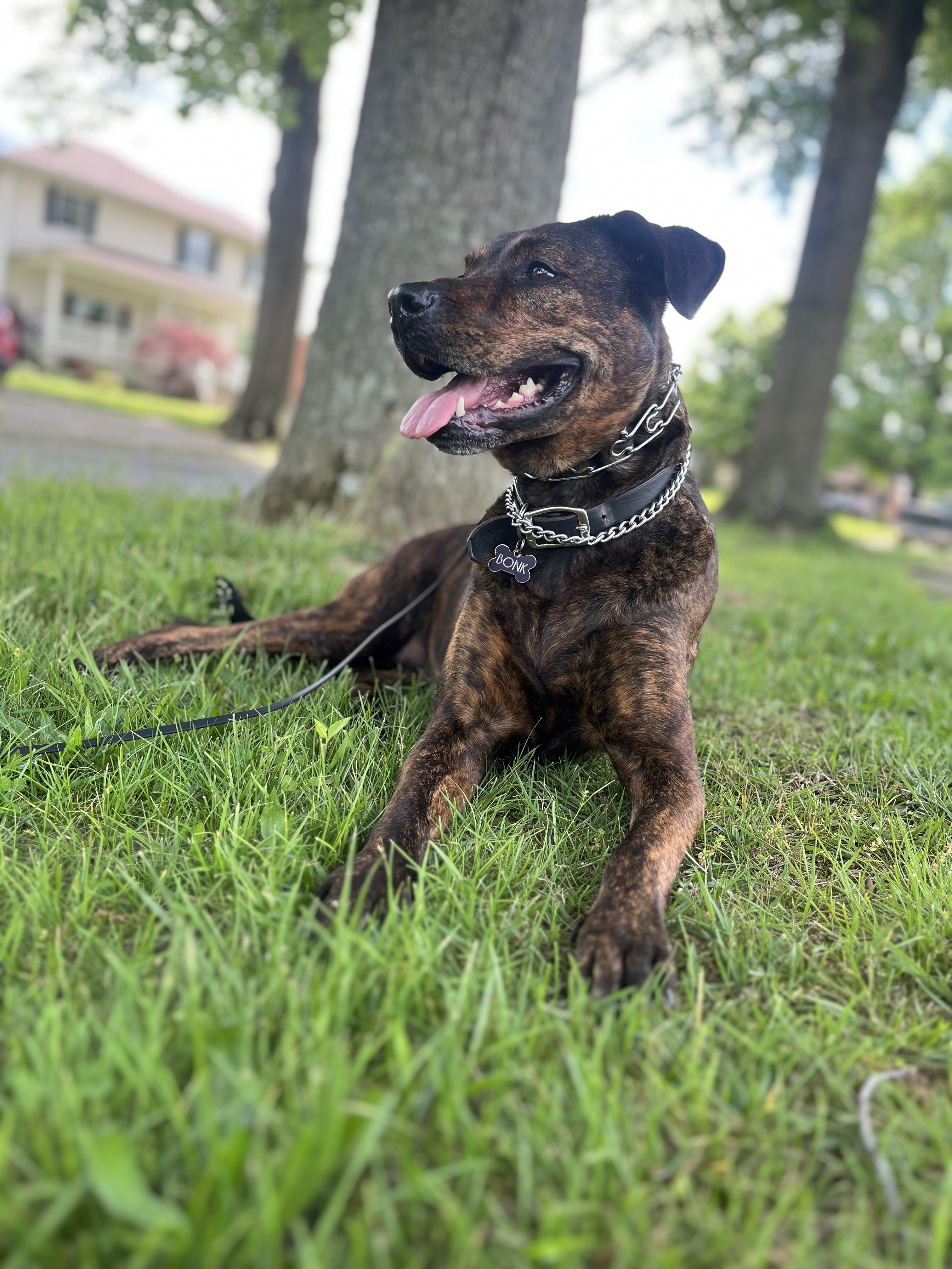 Working dog outdoors
