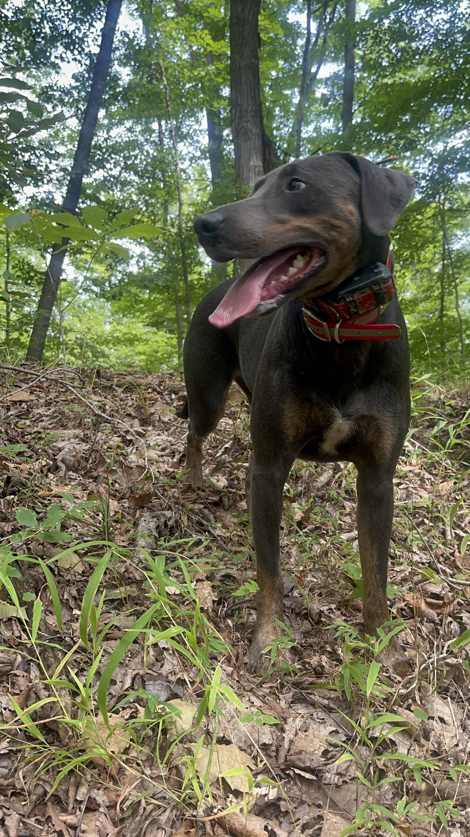 Working dog outdoors
